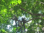 Une famille de lémuriens