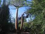 La verdure de Madagascar