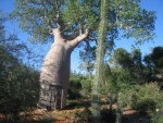 Un baobab