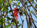 Papillon