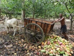 Ramassage de fruits