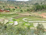 Les rizières