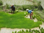 Travail dans les rizières